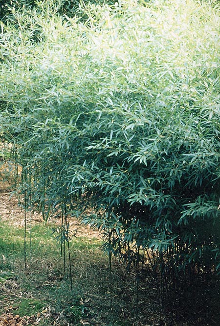  Phyllostachys stimulosa ID = 