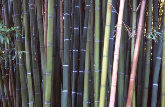  Phyllostachys viridis ID = 