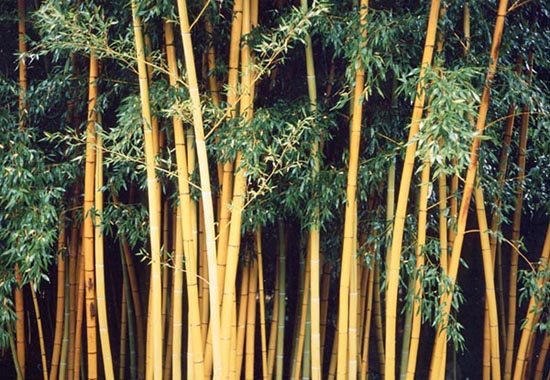 Phyllostachys viridis (R.A. Young) McClure f.youngii ID = 