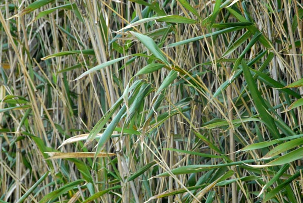  Pleioblastus koidzumae ID = 