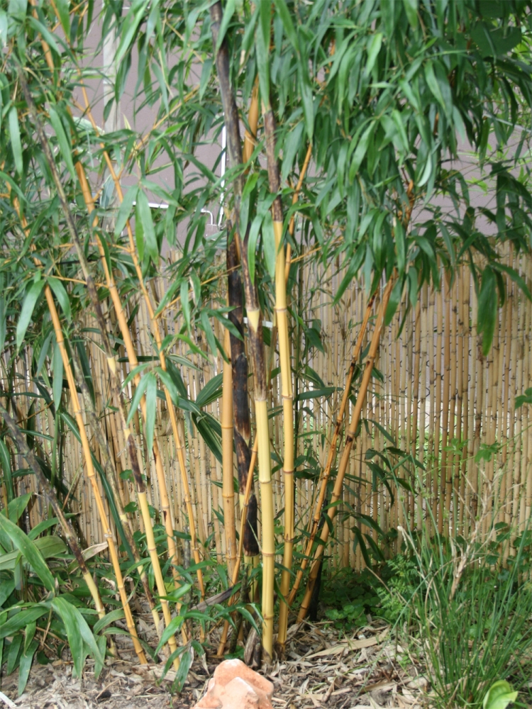  Phyllostachys vivax aureocaulis ID = 