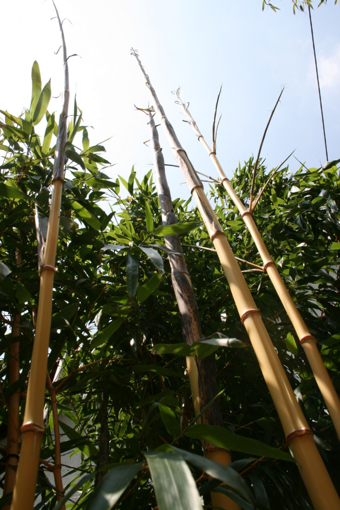  Phyllostachys vivax aureocaulis ID = 