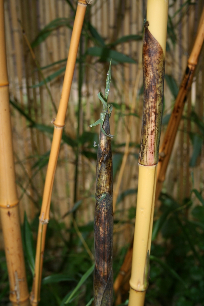  Phyllostachys vivax aureocaulis ID = 