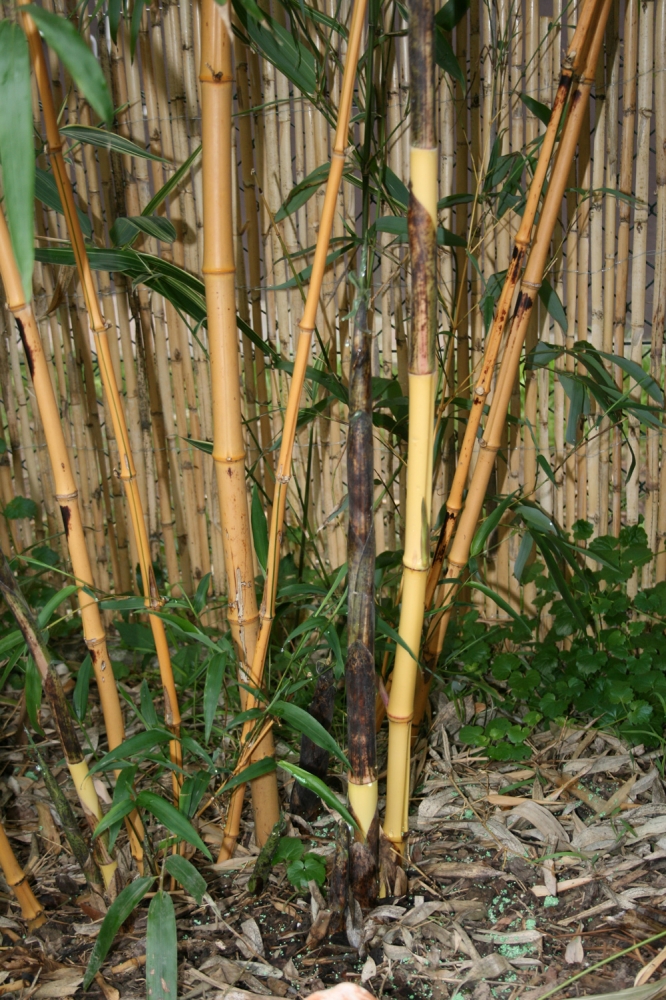  Phyllostachys vivax aureocaulis ID = 