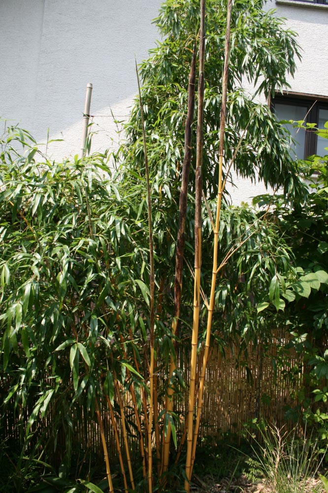  Phyllostachys vivax aureocaulis ID = 