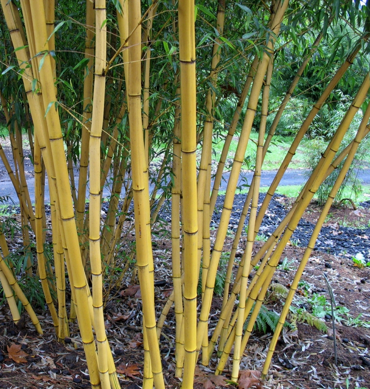  Phyllostachys vivax  aureocaulis ID = 