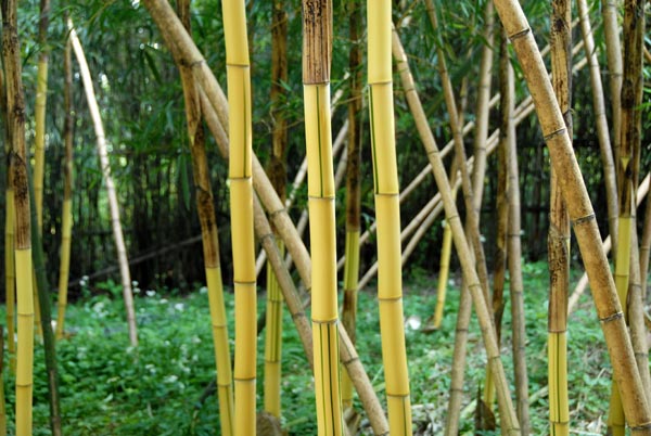  Phyllostachys vivax aureocaulis ID = 