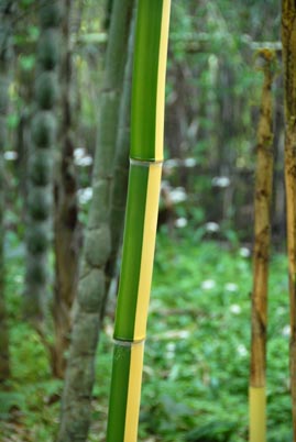  Phyllostachys vivax aureocaulis ID = 