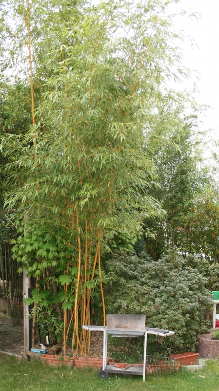  Phyllostachys vivax Aureocaulis ID = 