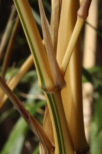  Phyllostachys vivax aureocaulis ID = 