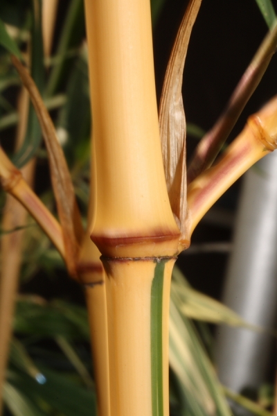  Phyllostachys vivax aureocaulis ID = 