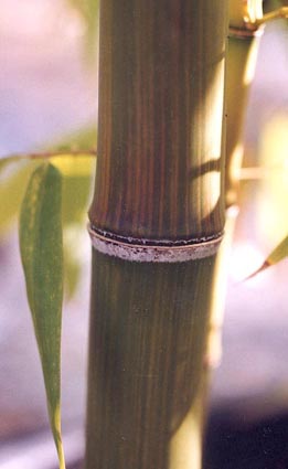  Phyllostachys iridescens ID = 