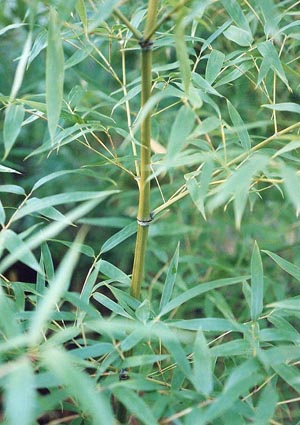  Phyllostachys iridescens ID = 