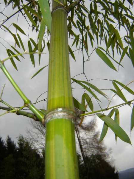  Phyllostachys iridescens ID = 