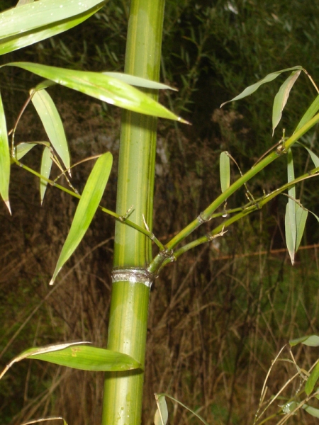  Phyllostachys iridescens ID = 