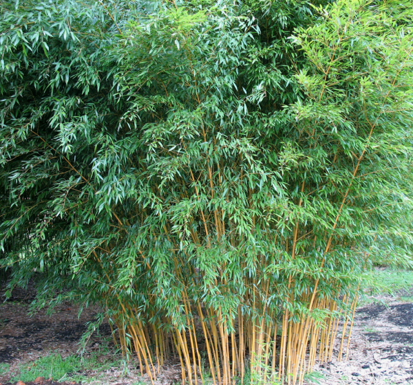  Phyllostachys aureosulcata 'Aureocaulis ID = 