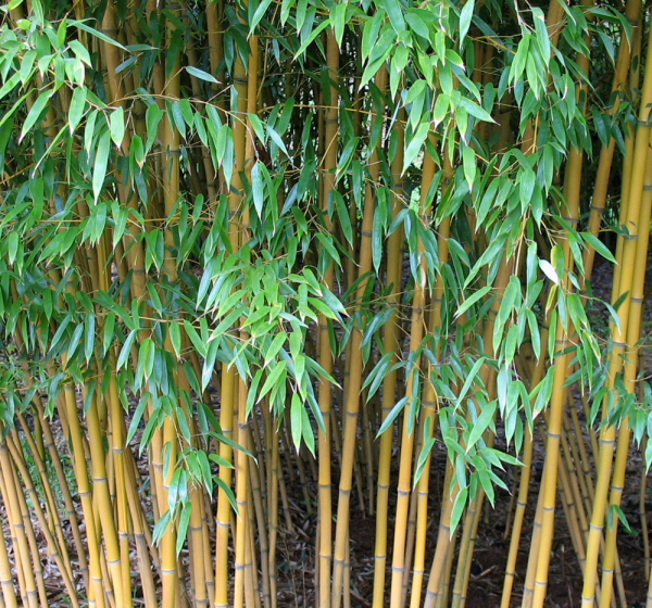  Phyllostachys aureosulcata 'Aureocaulis' ID = 