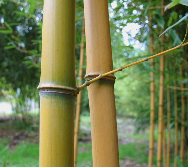  Phyllostachys aureosulcata Aureocaulis ID = 