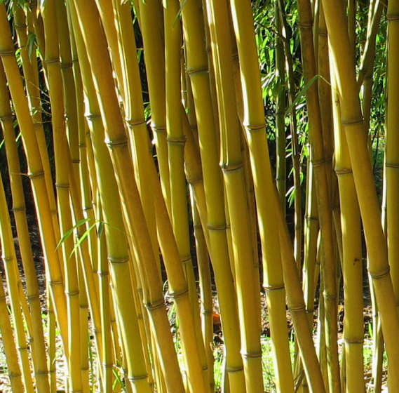  Phyllostachys aureosulcata Aureocaulis ID = 