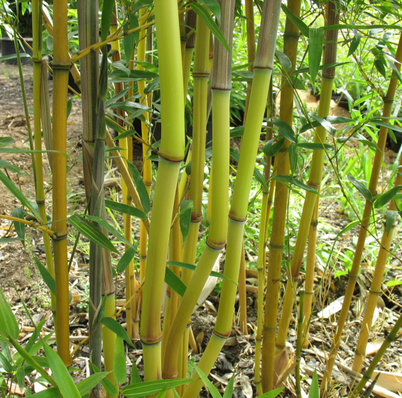  Phyllostachys aureosulcata Aureocaulis ID = 