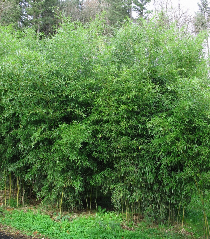  Phyllostachys aureosulcata Yellow Groove ID = 