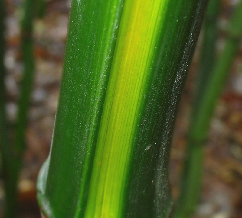  Phyllostachys aureosulcata Yellow Groove ID = 