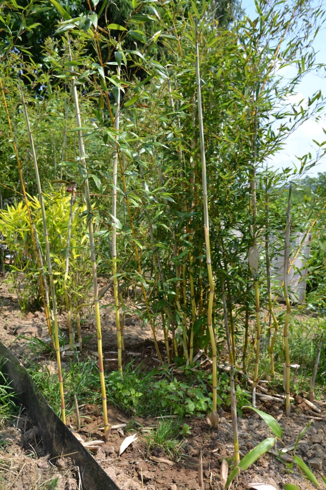  Phyllostachys aureosulcata Aureocaulis ID = 