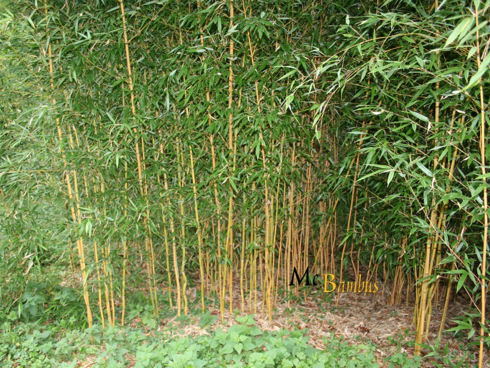  Phyllostachys aureosulcata Aureocaulis ID = 