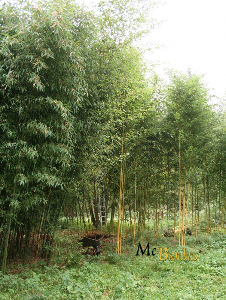  Phyllostachys aureosulcata Aureocaulis ID = 