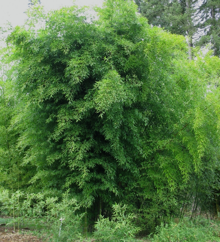  Phyllostachys nigra Black Bamboo ID = 