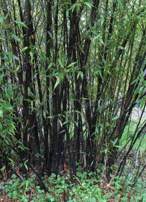  Phyllostachys nigra ID = 