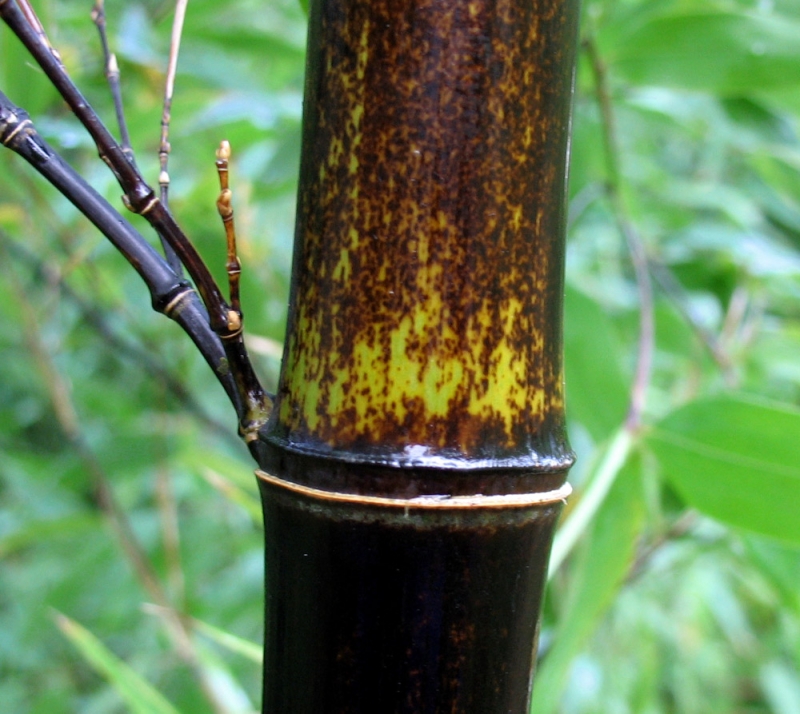  Phyllostachys nigra Black Bamboo ID = 