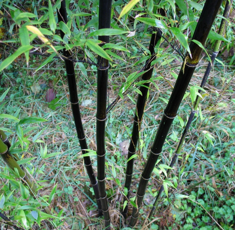  Phyllostachys nigra Black Bamboo ID = 