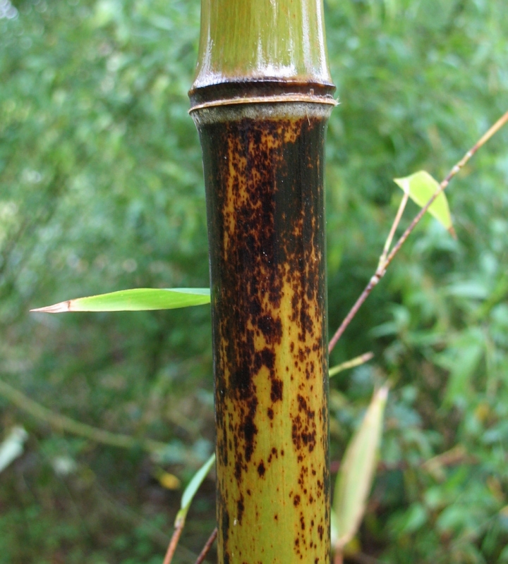  Phyllostachys nigra Black Bamboo ID = 