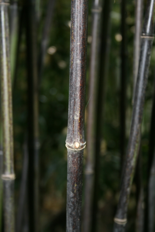  Phyllostachys nigra punctata ID = 