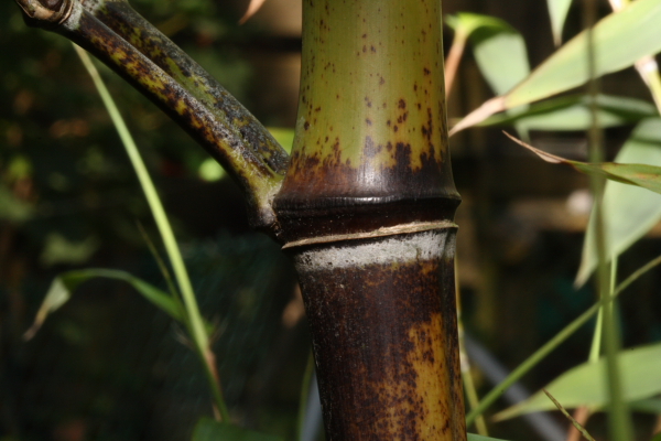  Phyllostachys nigra punctata ID = 