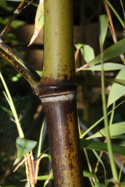  Phyllostachys nigra punctata ID = 