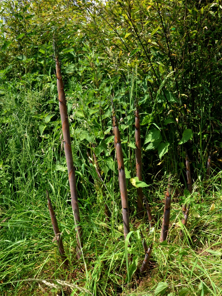  Phyllostachys nigra ID = 