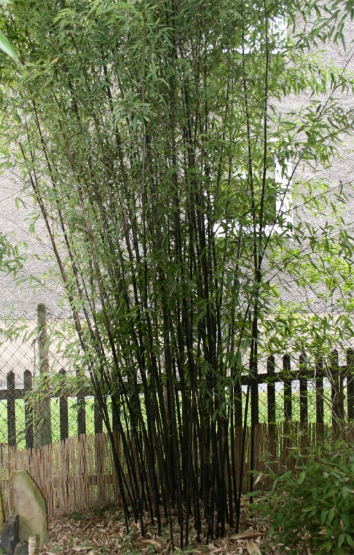  Phyllostachys nigra Punctata ID = 