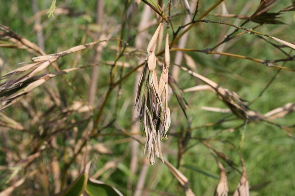  Phyllostachys kwangsiensis - Blte 2010 ID = 