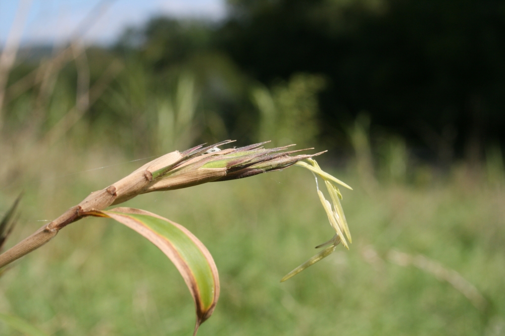  Phyllostachys kwangsiensis - Blte 2010 ID = 