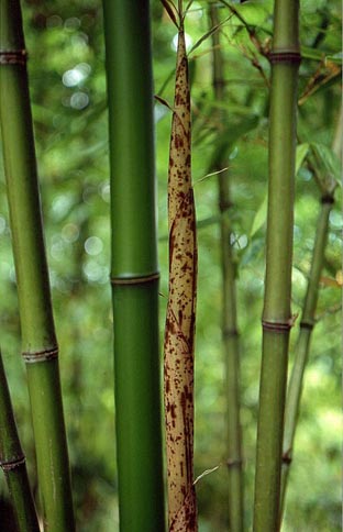  Phyllostachys kwangsiensis ID = 