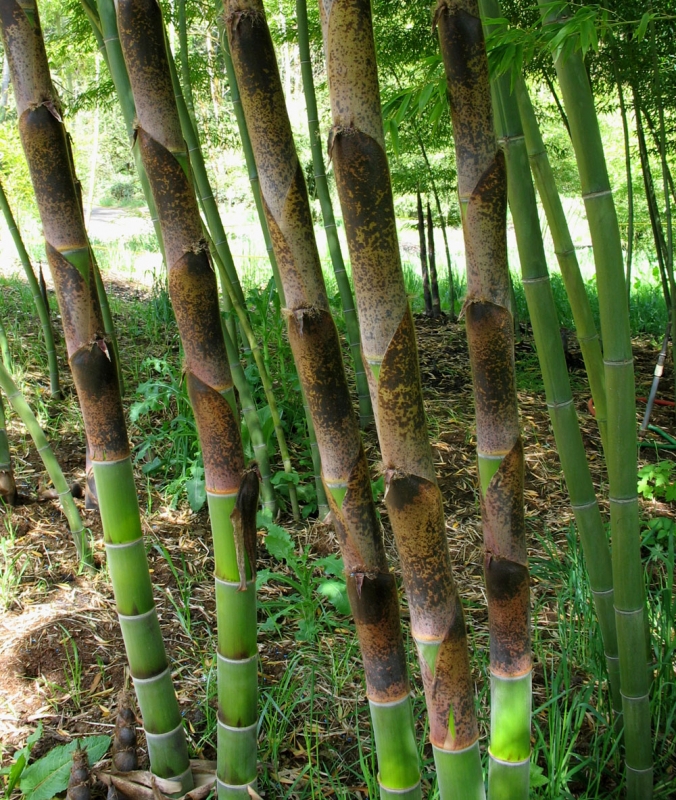  Phyllostachys edulis  Moso ID = 