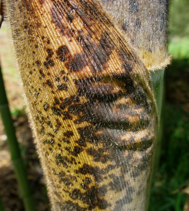  Phyllostachys edulis  Moso ID = 