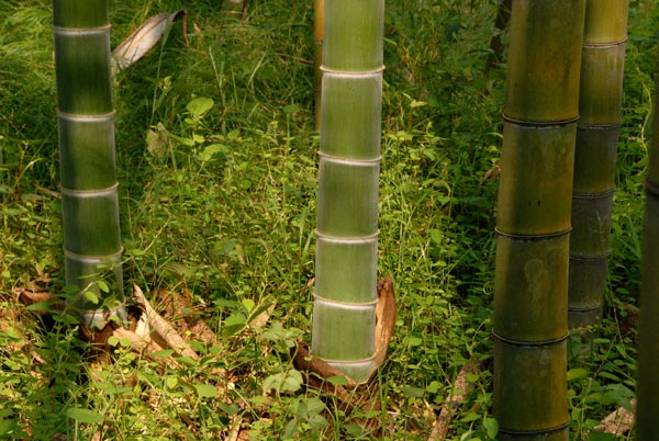  Phyllostachys edulis ID = 