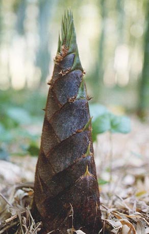  Phyllostachys edulis ID = 