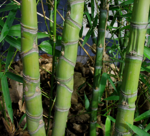  Phyllostachys aurea ID = 