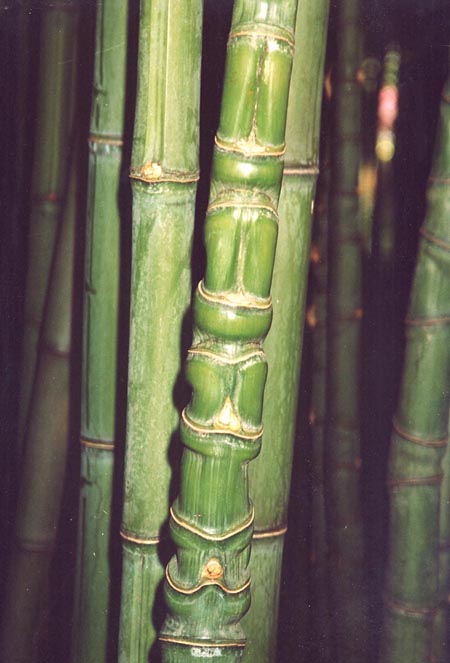  Phyllostachys aurea ID = 