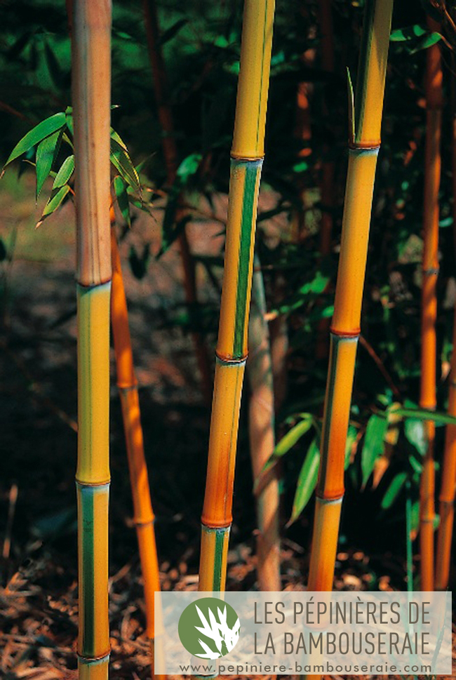  Phyllostachys aureosulcata Spectabilis ID = 