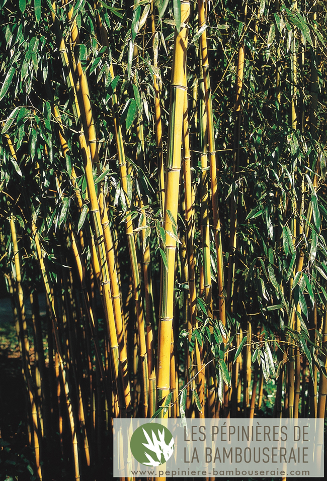  Phyllostachys aureosulcata Spectabilis ID = 